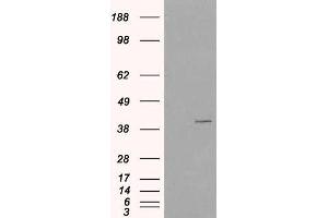 HEK293 overexpressing VPS26A (ABIN5409748) and probed with ABIN185172 (mock transfection in first lane). (VPS26A antibody  (C-Term))