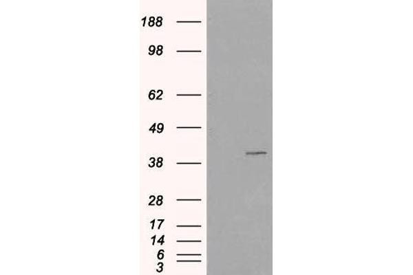VPS26A antibody  (C-Term)