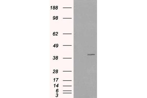 VPS26A antibody  (C-Term)