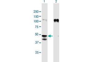 Western Blot analysis of GPA33 expression in transfected 293T cell line by GPA33 MaxPab polyclonal antibody. (GPA33 antibody  (AA 1-319))