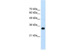 WB Suggested Anti-RNF121 Antibody Titration:  1. (RNF121 antibody  (N-Term))