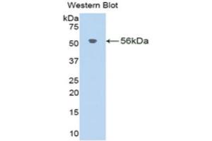 Western Blotting (WB) image for anti-Klotho beta (KLB) (AA 515-965) antibody (ABIN1859545) (Klotho beta antibody  (AA 515-965))