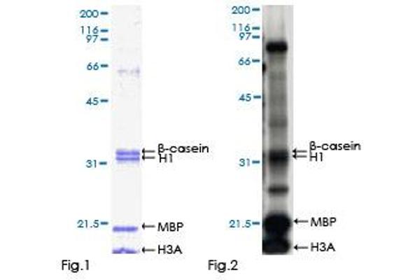 DYRK2 Protein (AA 1-528) (GST tag)