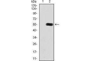 Western blot analysis using HDAC9 mAb against HEK293 (1) and HDAC9 (AA:343-569)-hIgGFc transfected HEK293 (2) cell lysate. (HDAC9 antibody  (AA 343-569))
