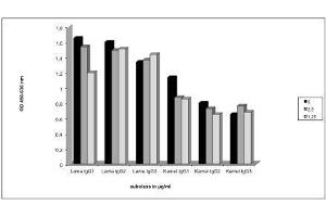 Image no. 1 for Mouse anti-Camel IgG (Heavy & Light Chain) antibody (ABIN1981265)