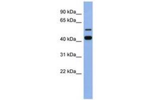 Image no. 1 for anti-Zinc Finger Protein 547 (ZNF547) (AA 107-156) antibody (ABIN6742733) (ZNF547 antibody  (AA 107-156))