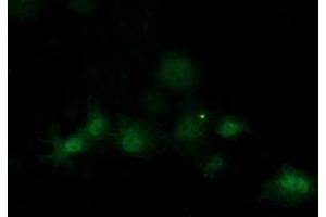 Anti-SOCS3 mouse monoclonal antibody (ABIN2454618) immunofluorescent staining of COS7 cells transiently transfected by pCMV6-ENTRY SOCS3 (RC209305). (SOCS3 antibody)