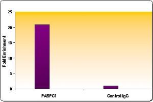 RNA pol II CTD phospho Ser5 antibody tested by ChIP analysis. (Rpb1 CTD antibody  (pSer5))