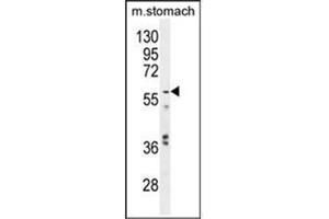 Western blot analysis in Mouse stomach tissue lysates using GPC3 Antibody  (35ug/lane). (Glypican 3 antibody  (Middle Region))