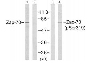 Western blot analysis of extract from Jurkat cells, using Zap-70 (Ab-319) antibody (E021173, Line1 and 2) and Zap-70 (phospho-Tyr319) antibody (E011159, Line 3 and 4). (ZAP70 antibody  (pTyr319))
