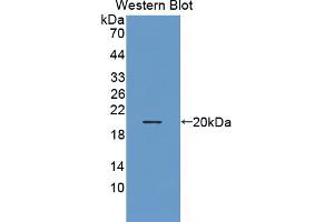 Figure. (THRSP antibody  (AA 1-146))