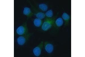 IF analysis of Heme oxygenase 2/HMOX2 using anti-Heme oxygenase 2/HMOX2 antibody (ABIN7601766).
