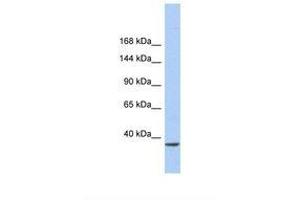 Image no. 1 for anti-SWI/SNF-Related, Matrix-Associated Actin-Dependent Regulator of Chromatin, Subfamily A, Containing DEAD/H Box 1 (SMARCAD1) (AA 51-100) antibody (ABIN6737753) (SMARCAD1 antibody  (AA 51-100))