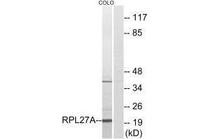 Western blot analysis of extracts from COLO cells, using RPL27A antibody. (RPL27A antibody  (C-Term))