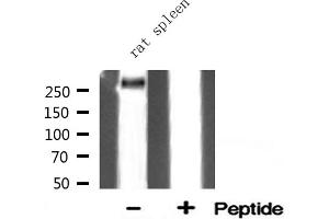 Western blot analysis of Filamin A expression in Rat spleen lysate