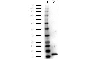 Western Blot results of Rabbit Anti-IL-3 Peroxidase Conjugated Antibody. (IL-3 antibody  (HRP))
