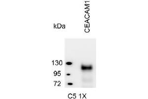 Western Blotting (WB) image for anti-Carcinoembryonic Antigen-Related Cell Adhesion Molecule 1 (CEACAM1) antibody (ABIN614759) (CEACAM1 antibody)