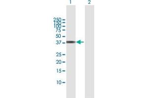 Western Blot analysis of SGK2 expression in transfected 293T cell line by SGK2 MaxPab polyclonal antibody. (SGK2 antibody  (AA 1-367))