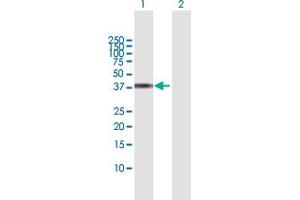 Western Blot analysis of SGK2 expression in transfected 293T cell line by SGK2 MaxPab polyclonal antibody.