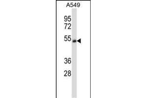 CHRNA5 Antibody (Center) (ABIN657927 and ABIN2846874) western blot analysis in A549 cell line lysates (35 μg/lane).