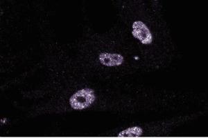 Immunofluorescent staining of FHS cells. (GTF2I antibody  (AA 17-123))