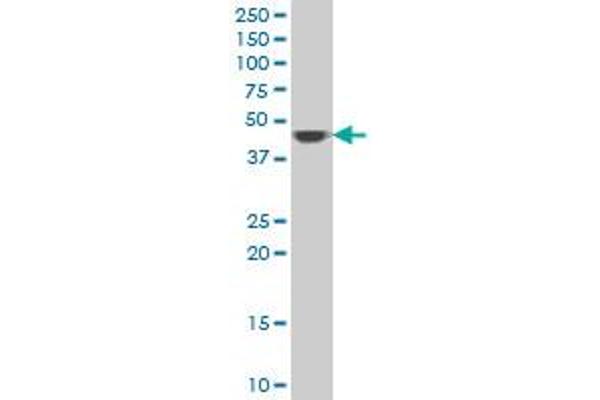 ACMSD antibody  (AA 179-278)