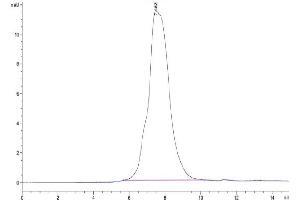 The purity of Mouse MMP-9 is greater than 95 % as determined by SEC-HPLC. (MMP 9 Protein (AA 20-730) (His tag))