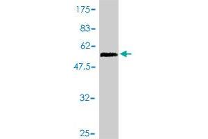 Western Blot detection against Immunogen (54. (Hemopexin antibody  (AA 1-254))