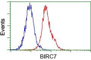 Image no. 3 for anti-Baculoviral IAP Repeat-Containing 7 (BIRC7) antibody (ABIN1499181) (BIRC7 antibody)