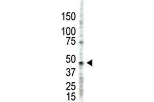 PRMT2 antibody  (AA 22-53)