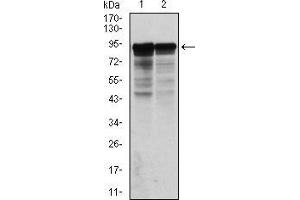 Western blot analysis using NEFL mouse mAb against Hela (1) and Jurkat (2) cell lysate. (NEFL antibody)