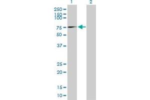 Western Blot analysis of AFM expression in transfected 293T cell line by AFM MaxPab polyclonal antibody. (Afamin antibody  (AA 1-599))