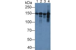Rabbit Detection antibody from the kit in WB with Positive Control: Mouse heart lysate. (COL6A1 ELISA Kit)