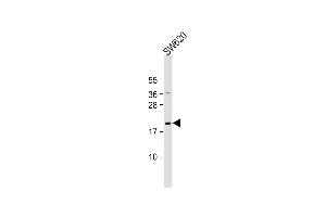 Anti-NUDT15 Antibody (C-term) at 1:1000 dilution + S whole cell lysate Lysates/proteins at 20 μg per lane. (NUDT15 antibody  (C-Term))