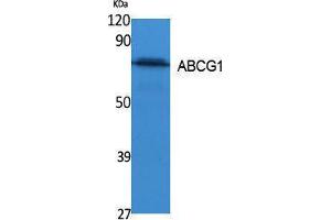 Western Blotting (WB) image for anti-ATP-Binding Cassette, Sub-Family G (WHITE), Member 1 (ABCG1) (C-Term) antibody (ABIN3178092) (ABCG1 antibody  (C-Term))
