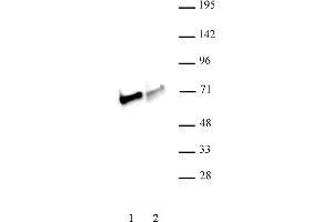 NRF1 antibody (pAb) tested by Western blot. (NRF1 antibody  (C-Term))