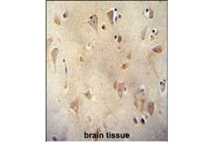 LRC40 antibody (C-term) (ABIN654977 and ABIN2844617) immunohistochemistry analysis in formalin fixed and paraffin embedded human brain tissue followed by peroxidase conjugation of the secondary antibody and DAB staining. (LRRC40 antibody  (C-Term))