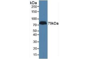 LPHN3 anticorps  (AA 1105-1447)