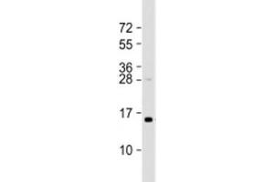 Western blot testing of human HT-1080 cell lysate with TAX1BP3 antibody at 1:2000.