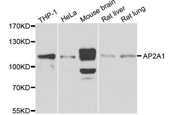 alpha Adaptin antibody  (AA 1-260)