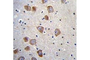 DBH antibody immunohistochemistry analysis in formalin fixed and paraffin embedded human brain tissue. (DBH antibody  (AA 27-56))
