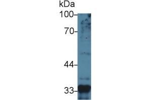 Mouse Capture antibody from the kit in WB with Positive Control: Sample Human Liver lysate. (MSTN ELISA Kit)