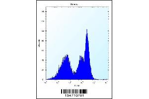 Flow cytometric analysis of Ramos cells (right histogram) compared to a negative control cell (left histogram). (ZAP70 antibody  (AA 276-304))