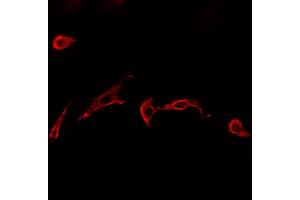 ABIN6277584 staining HepG2? (GLUL antibody  (C-Term))