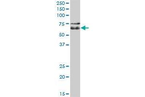 C1orf87 MaxPab polyclonal antibody. (C1orf87 antibody  (AA 1-546))