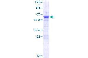 HMGB1 Protein (AA 1-215) (GST tag)