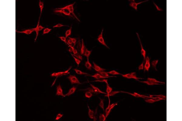 NMS antibody  (C-Term)