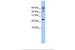 Image no. 1 for anti-FUN14 Domain Containing 1 (FUNDC1) (AA 77-126) antibody (ABIN6739393) (FUNDC1 antibody  (AA 77-126))