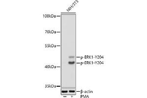 Western Blotting (WB) image for anti-Mitogen-Activated Protein Kinase 3 (MAPK3) (pTyr204) antibody (ABIN3019890)