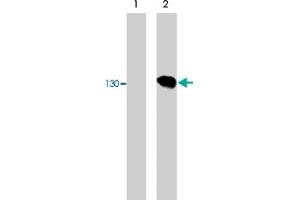 Western blot of COS-7 cells untransfected (lane 1) or transfected with HA-tagged mouse neuropilin-1 (lane 2). (Neuropilin 1 antibody)